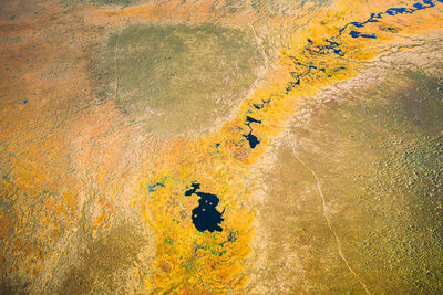 High angle view of yellow petals on land