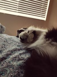 Close-up of cat relaxing on floor