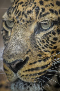 Close-up portrait of a cat