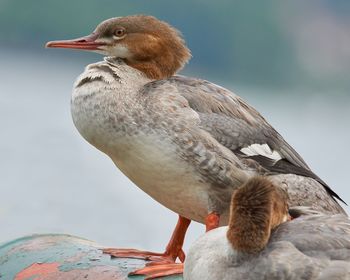 Close-up of bird perching