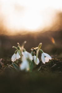 Close-up of white flowering plants on field during sunset