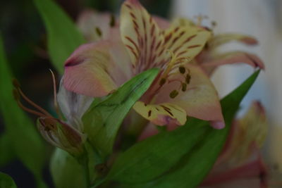 Close-up of flower blooming outdoors