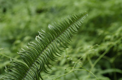 Close-up of fern leaves