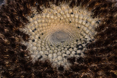 Close-up of caterpillar