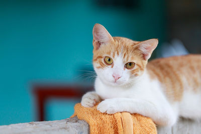 The cute thai cat is squatting, a cat look at camera, a happy and friendly cat