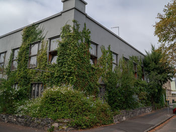 Plants and trees by building against sky