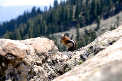 Chipmunk on rock