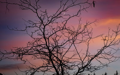 Low angle view of silhouette bare tree against sky at sunset