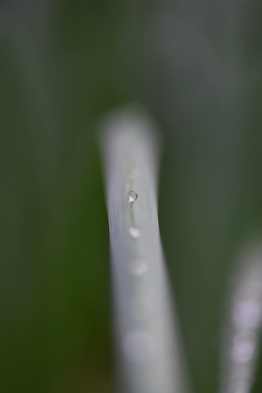 green, drop, water, macro photography, nature, moisture, close-up, plant, dew, no people, wet, grass, leaf, selective focus, flower, beauty in nature, plant stem, growth, freshness, day, outdoors, purity, focus on foreground, fragility