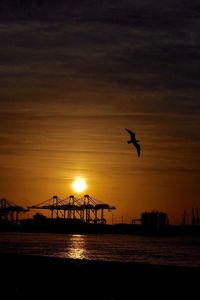 Silhouette of bird in sea at sunset