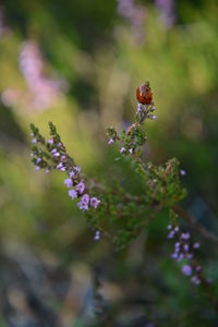 Close-up of insect on flower