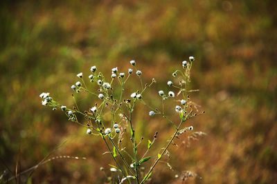 Close-up of flowering plant on land