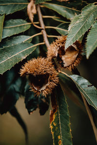 Close-up of fresh fruit on plant