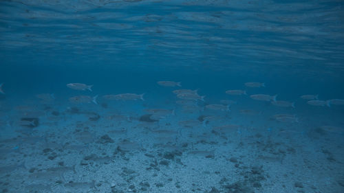 High angle view of fish swimming in sea