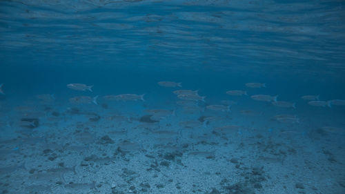 School of fish at isla verde