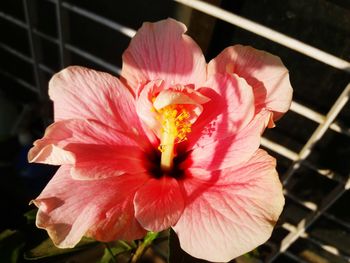 Close-up of hibiscus blooming outdoors