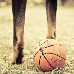 Low section of person with ball on grass