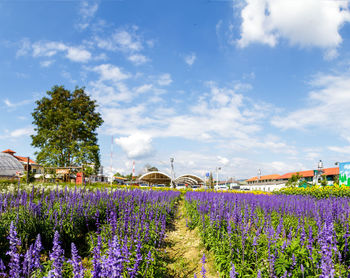 Purple flowering plants on field against sky