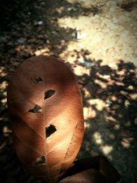 Close-up of pumpkin