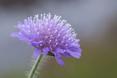 Close-up of purple flowering plant