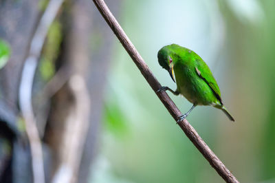 Green honeycreeper - chlorophanes spiza female perching on a branch