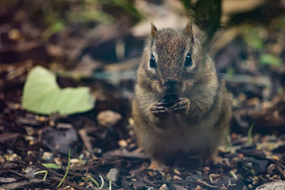 Close-up of squirrel on field eating a nut