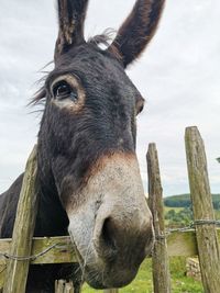 Close-up of horse in pen