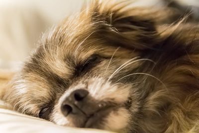 Close-up of a dog sleeping