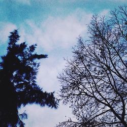 Low angle view of bare tree against blue sky