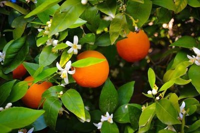 Close-up of blossoms and fruits on orange tree at orchard