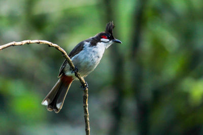 Close-up of bird perching on branch