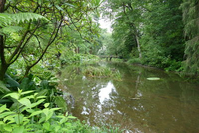 Scenic view of lake amidst trees in forest