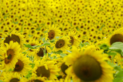 Close-up of yellow flowering plant