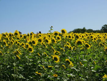 Close-up of yellow flowering plants on field against clear sky