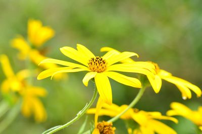 Close-up of insect on yellow flower