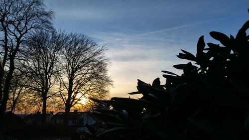 Bare trees against sky at sunset