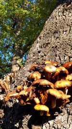 Close-up of mushrooms growing on tree trunk