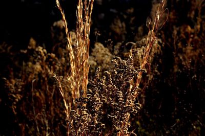 Close-up of plant growing on field