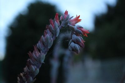 Close-up of pink flowering plant