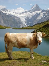 Cow on grassy field