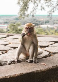Monkey eating food while sitting on rock
