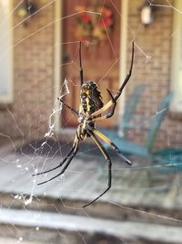 Close-up of spider on web