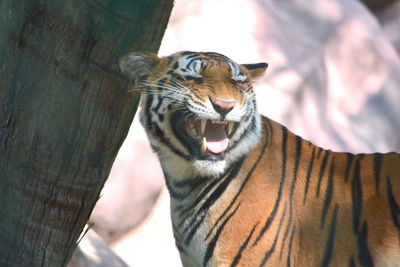 Angry tiger in zoo