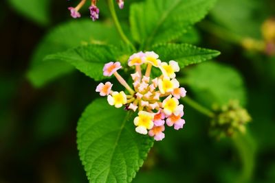 Close-up of fresh white flowers blooming outdoors