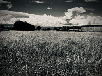 Scenic view of agricultural field against sky