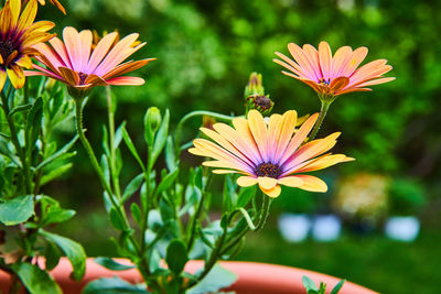 Close-up of pink flower