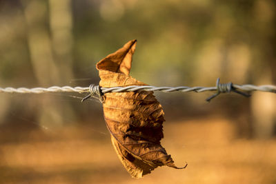 Close-up of dry leaf on barbed wire