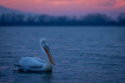 Pelican perching on lake