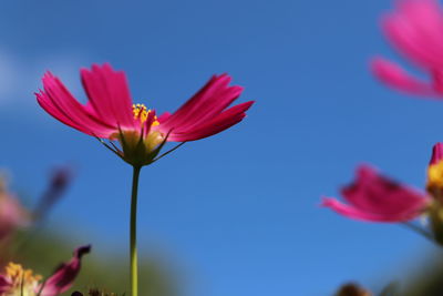 Close-up of pink flower against blue sky