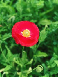 Close-up of red poppy blooming on field